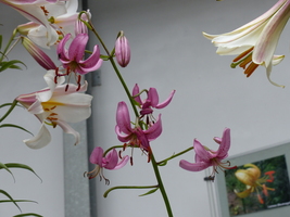 Foto: Dr. Peter Müller